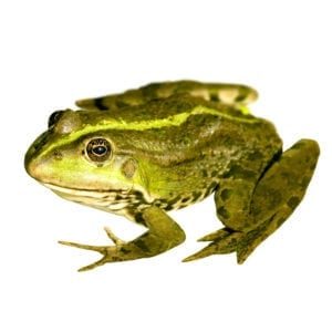 close up photo of a nice frog isolated on white MySXjywd