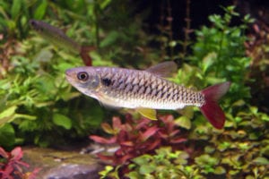 aquarium fish, stone sucker fish