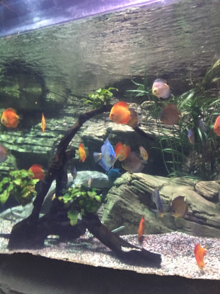 dating ideas, public aquarium, discus fish