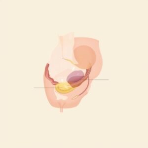 Male pelvic anatomy showing the location of the prostate and urinary structures